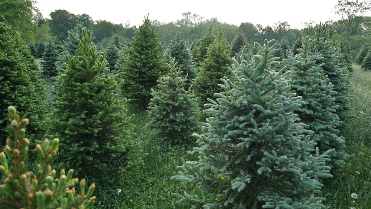 Finnish Spruce Trees