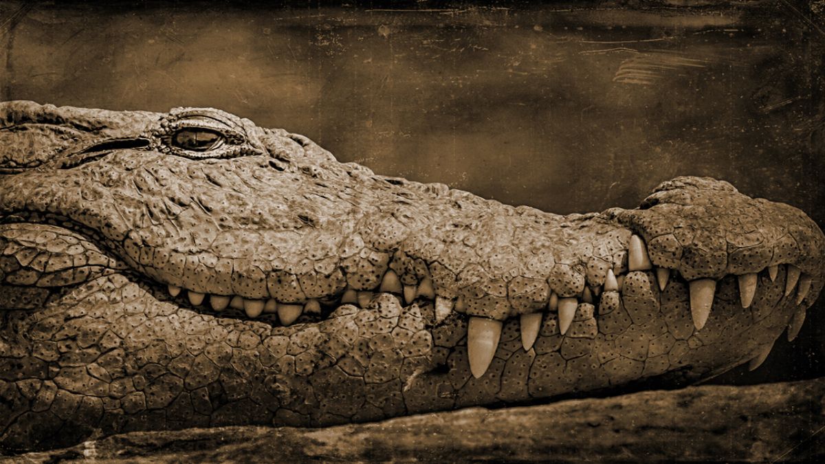 Crocodile