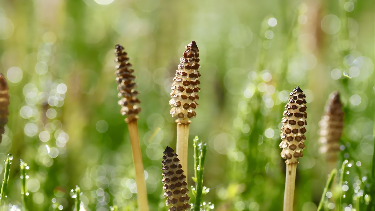 Horsetail