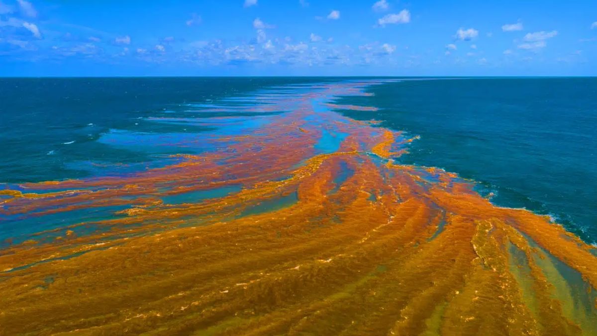 Atlantic Sargassum Belt