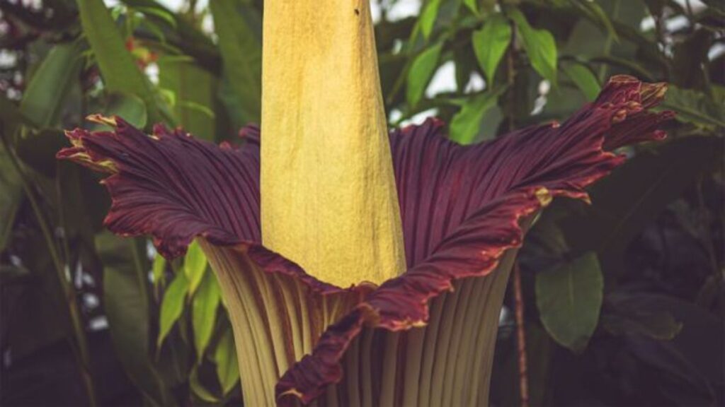 Corpse Flower