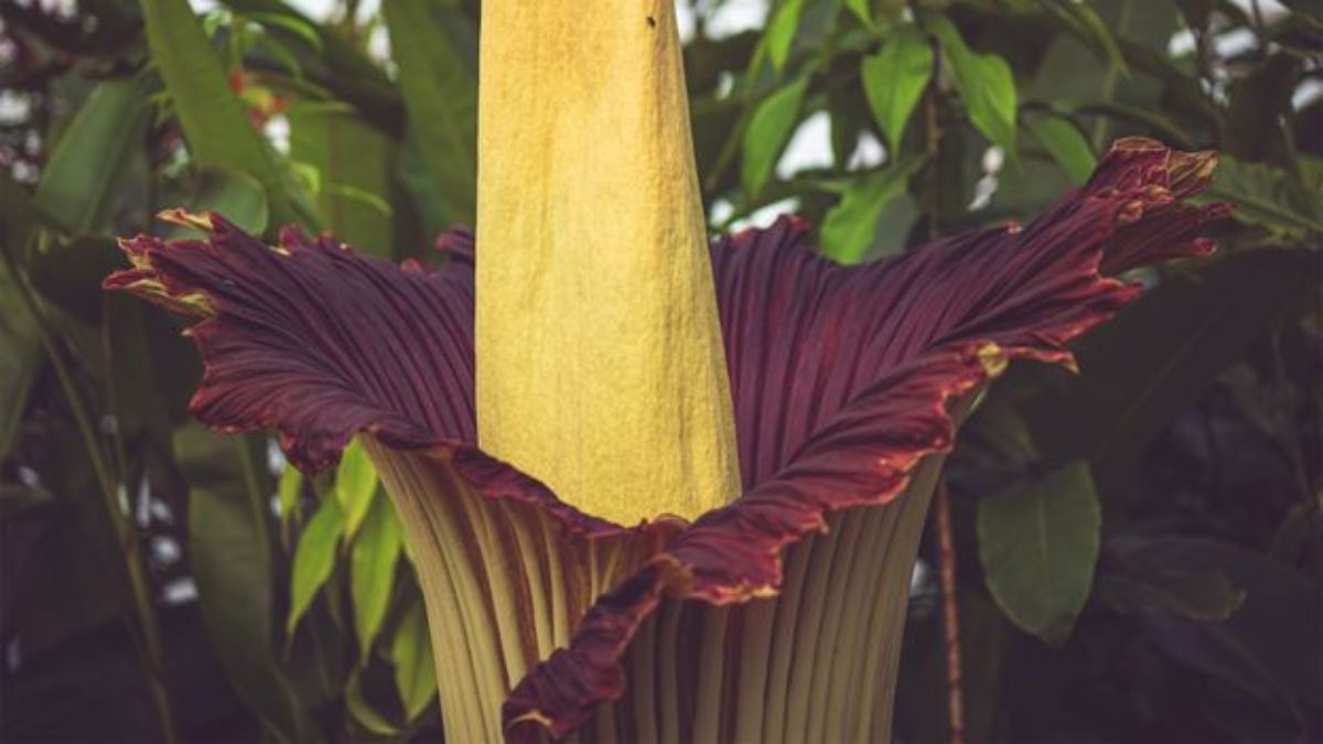 Corpse Flower